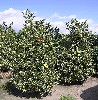 Ilex aq. Argentea Marginata